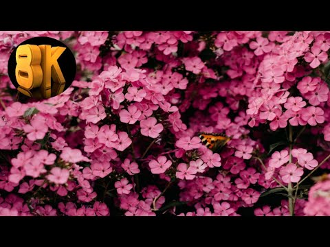 The Most Beautiful Flowers Collection In 8K ULTRA HD / 8K TV