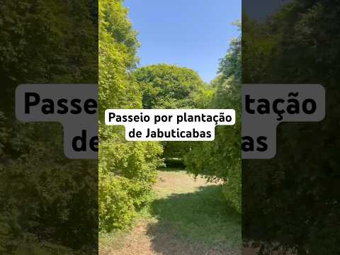 Passeio na plantação de Jabuticaba da fazendo do Seu Pé de Jabuticaba, em Casa Branca/SP