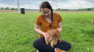 Video preview image #1 Golden Retriever Puppy For Sale in MONON, IN, USA