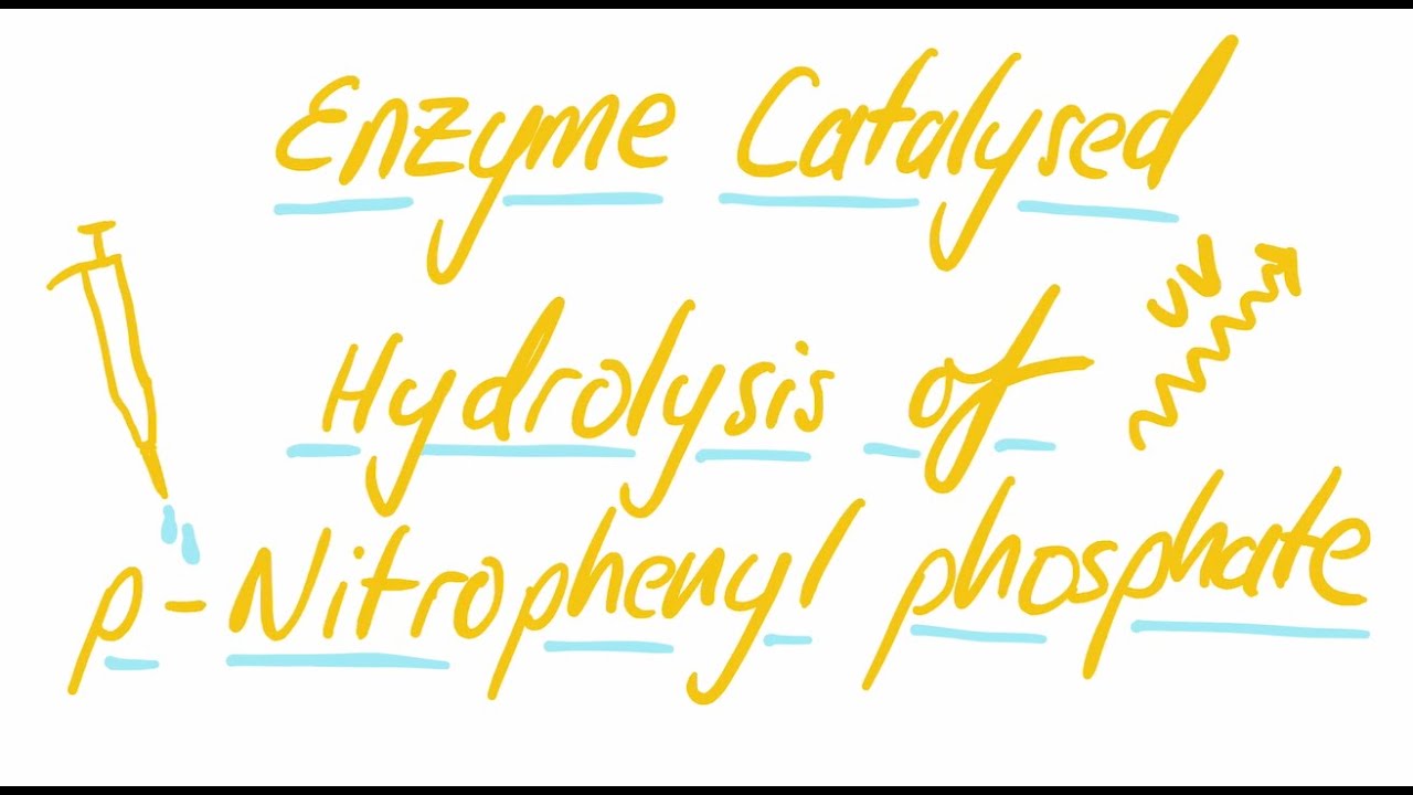 ANU CHEM1201 Experiment 4: Enzyme catalysed hydrolysis of p-nitrophenyl phosphate