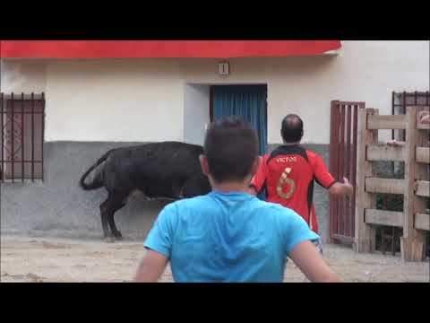 Vierlas,2011,Viernes,19,Agosto vacas plaza