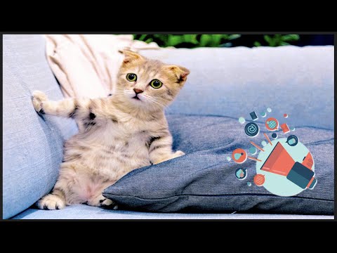 Sound To Call Cats - YouTube