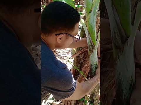 cómo se hace el desvío de hijo en banano.