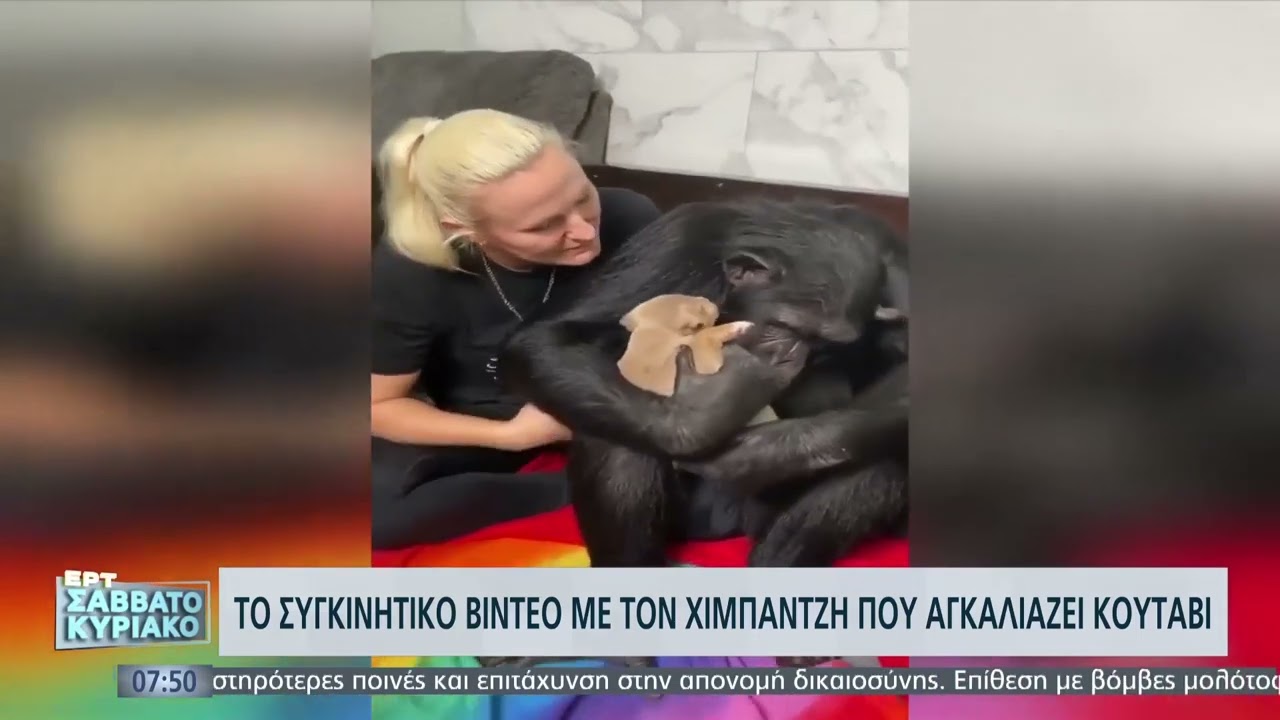 Το συγκινητικό βίντεο με τον χιμπατζή που αγκαλιάζει κουτάβι | 5/2/22 | ΕΡΤ
