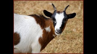 Pierre Perret et François Morel : Ma p'tite Julia ( 2017)