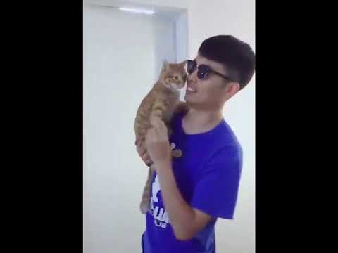 funniest animal videos of 2022 - funny golden retriever btdogs and cutest golden puppies  V.18447 #