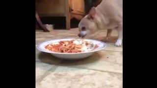 Submitted by jessielcosme