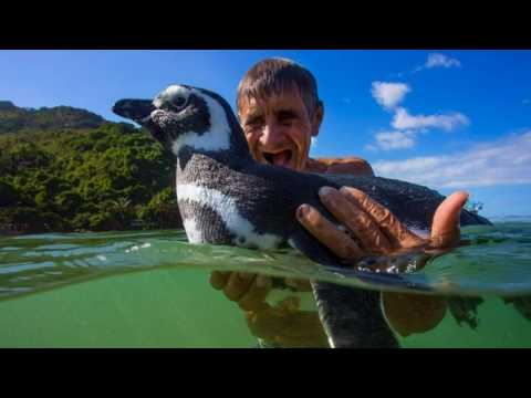 True story of Dindim the penguin that returns every year to reunite with his rescuer