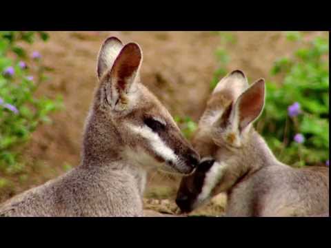 Australia: A Journey through Evolution [PROMO ENG] | Explora Films EN