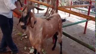 preview picture of video 'Goat Farm Karjat'