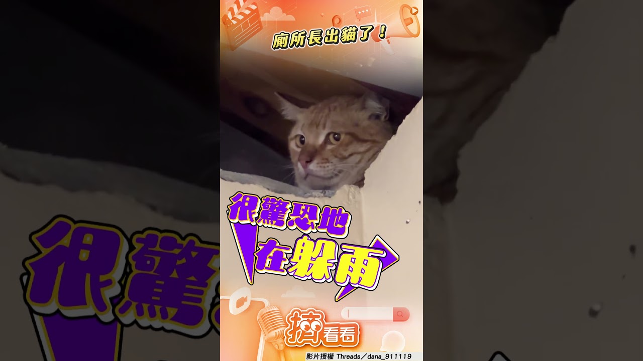 影音/女抬頭驚見「廁所長出貓」! 趴天花板躲雨露「滄桑眼神」