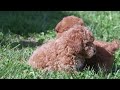 Toy Poodle dogs for sale: Buddy - Video 1