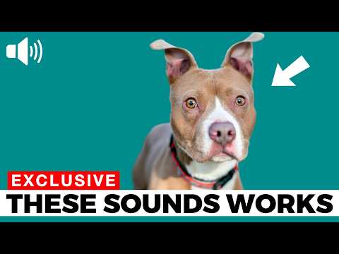 Stop Scrolling - Your DOG Needs to Hear This 🐶