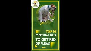 How to Get Rid of Fleas on Dogs Instantly? #shorts #shortvideo #youtubeshorts