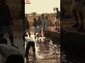 Mattu Pongal Jallikattu Mass Status Jallikattu