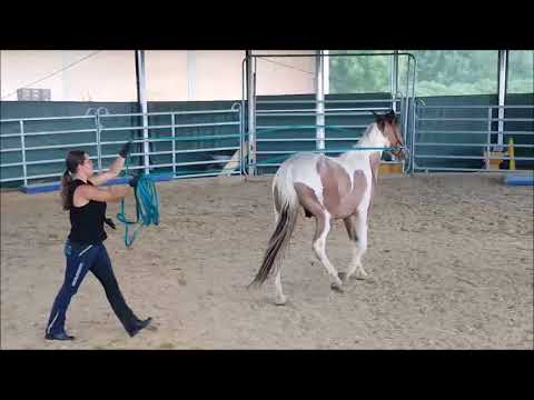 MUSTANG MAKEOVER 2018 Team Sonja (TAG 4235) - Update 5