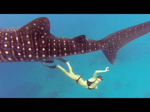 GoPro Awards: Ocean Ramsey and a Whale Shark