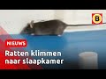 Bewoners zijn de ratten spuugzat | Omroep Brabant