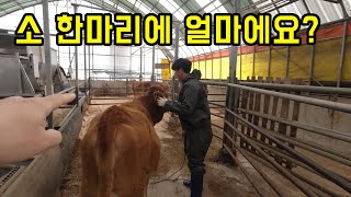 소 한마리 팔고 받는 돈은 얼마일까? (feat_소값은 폭락했는데 소고기 값은 그대로인 이유..)
