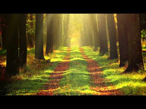 Autumn in the Shire | Tin Whistle & Lute | Medieval Folk Tavern Original Music