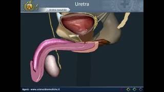 Apparato escretore 07: Uretra