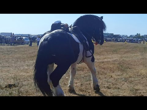 Parada cailor Tășnad-Satu Mare 27 August 2023