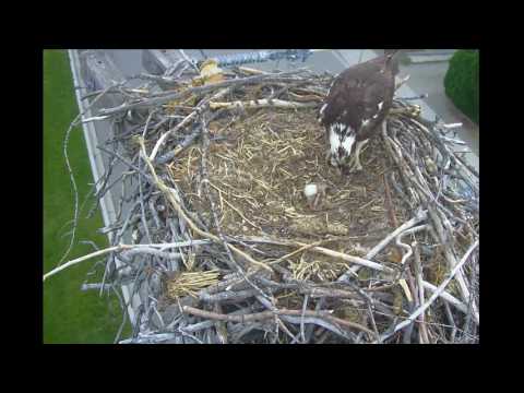 Breakfast time for the first Osprey chick