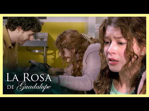 Paula descubre el triste final que le quieren dar a su doberman | La rosa de Guadalupe 4/4 | Todo...