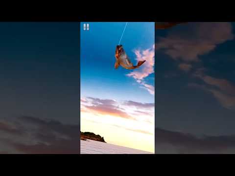 Fishing Championship Video