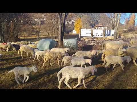 Flock of sheep, transhumance in the Italian Alps