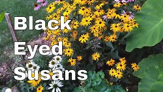 Front Garden Tour + WILD Black Eyed Susans Across The Road + Noisy Cicada
