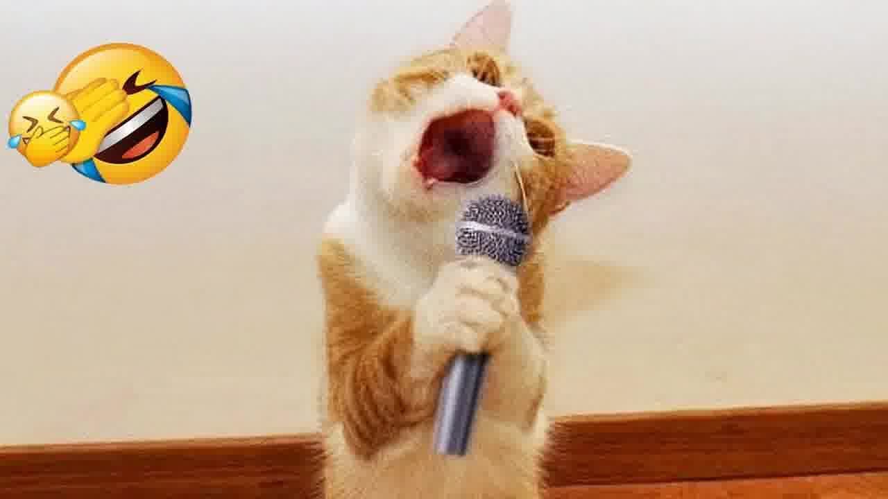 CLASSIC Dog and Cat Videos😻🐈1 HOURS of FUNNY Clips🤣