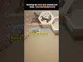 Warning Excessive Fluff Epic Fails Instant Laughter Cat Shorts Funny Chubbycats
