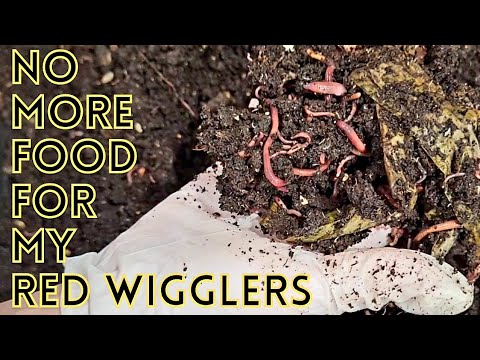No More Feedings For Red Wiggler Worm Bin | 11 Days Later | No Coconut Coir Bin | Vermicomposting