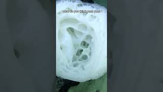 During the NA176 expedition, the Sponges are perfect for other deep-sea animals to live in!