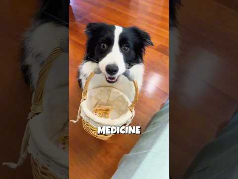 This Dog Helped His Injured Owner 🐶❤️