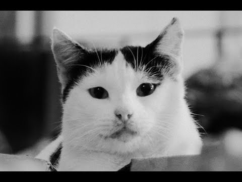 Květy - Kočičí dům