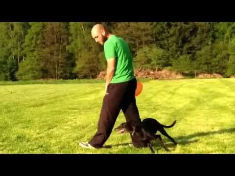 Dogfrisbee extreme distance throw with whippet