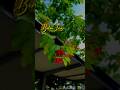 Kasturi ️ Arjit Singh Romantic Song Whatsapp Status Aesthetic Shorts Trending Hindisong