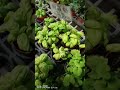 Love Content Like This Hit That Subscribe Button On Ilocano Math TV Today Taiwan Flowerfarm