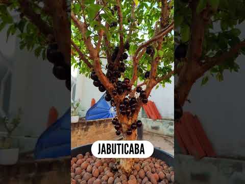 10 Àrvores Frutíferas para Plantar em Vasos