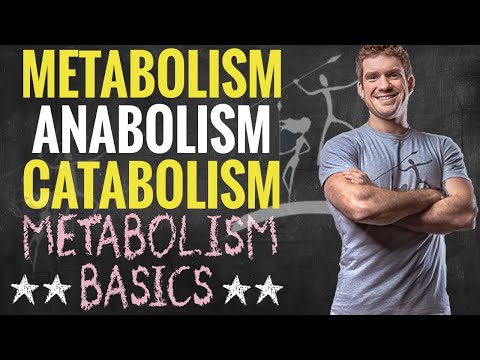 Metabolism, Anabolism and Catabolism