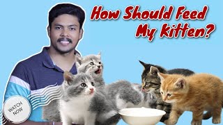 What Should feed kitten & How Should feed | പൂച്ചക്കുട്ടിക്ക് എങ്ങനെ ഭക്ഷണം നൽകണം