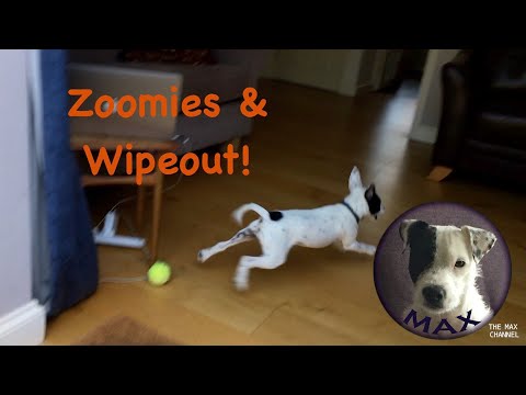 Zoomies & Total Wipeout! - Life with a Parson Russell Terrier