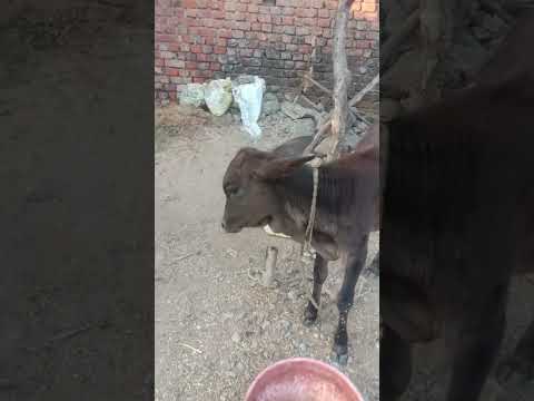 #like MAURYA episode cows