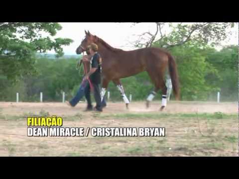 VI GP HARAS PRIMAVERA - Apresentação