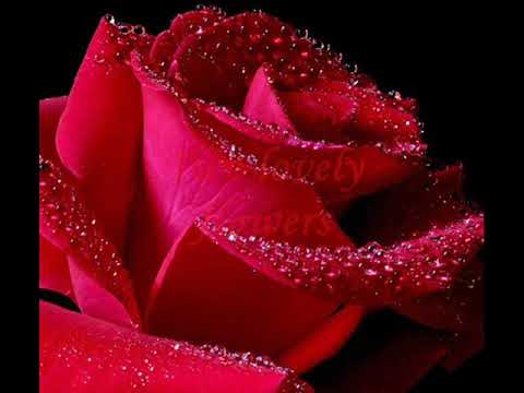 download lagu mp3 mp4 Two Lovely Flowers Lyrics, download lagu Two Lovely Flowers Lyrics gratis, unduh video klip Two Lovely Flowers Lyrics