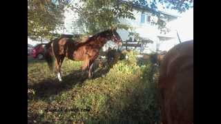 preview picture of video 'Lucky Horse Ranch - Reiterhof Bad Mergentheim Fotos 2014'