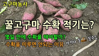 고구마농사 꿀고구마의 수확시기를 알아보기 위해 꿀고구마 몇뿌리 캐보았고 고구마 수확이 늦으면 안되는이유 귀농…