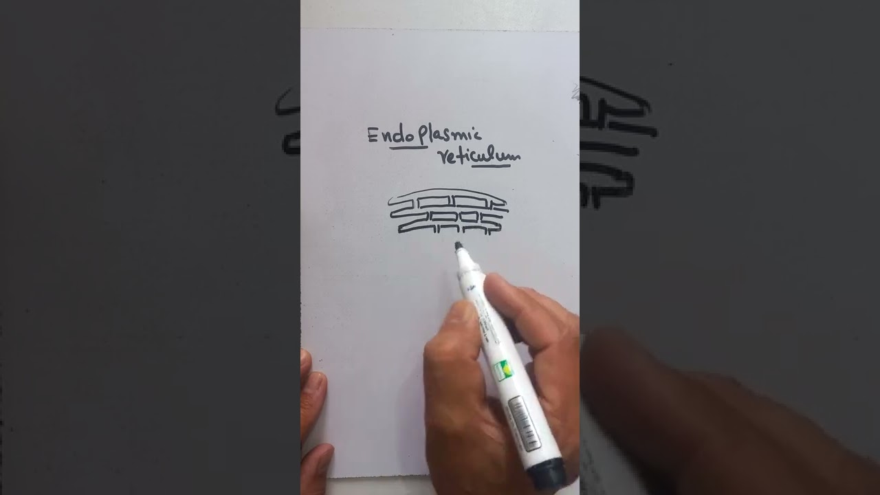 Endoplasmic reticulum
